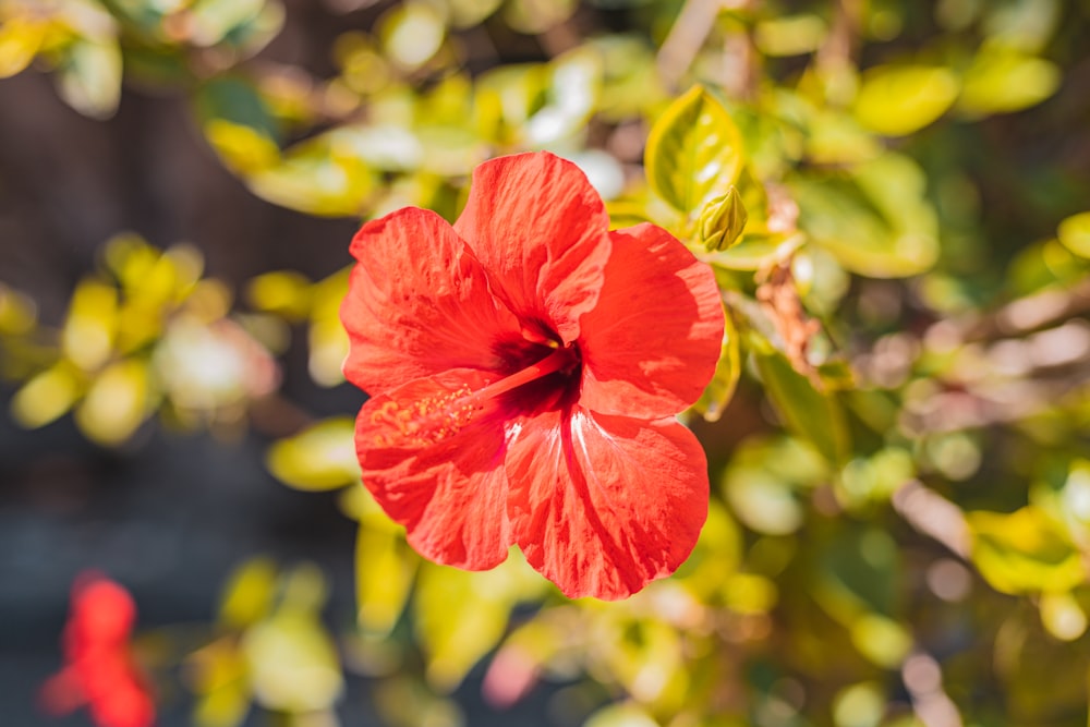 a close up of a flower