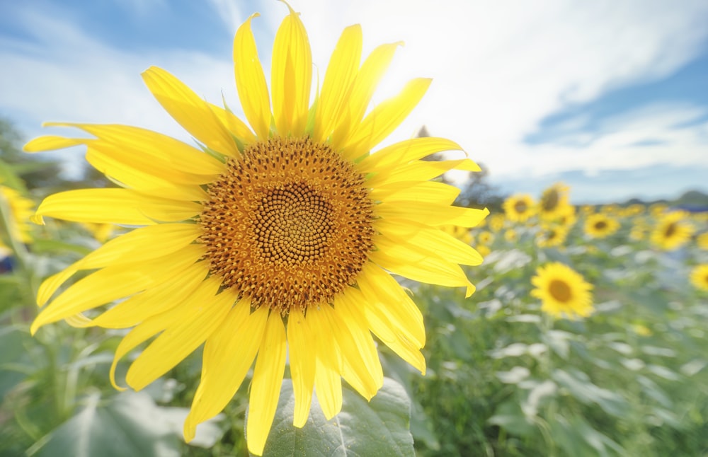 a yellow sunflower in a field