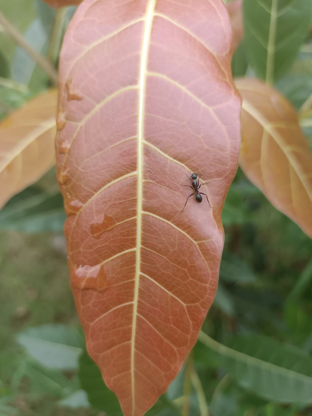 a bug on a leaf