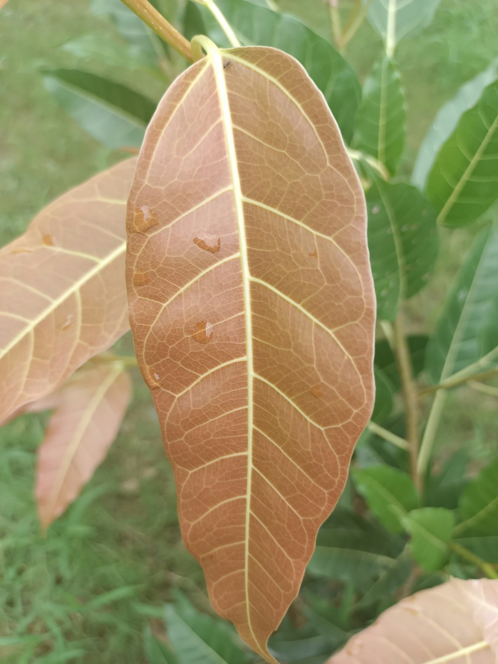 a close up of a leaf