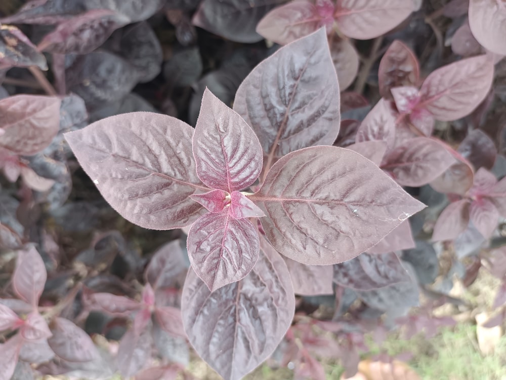 a close up of a flower