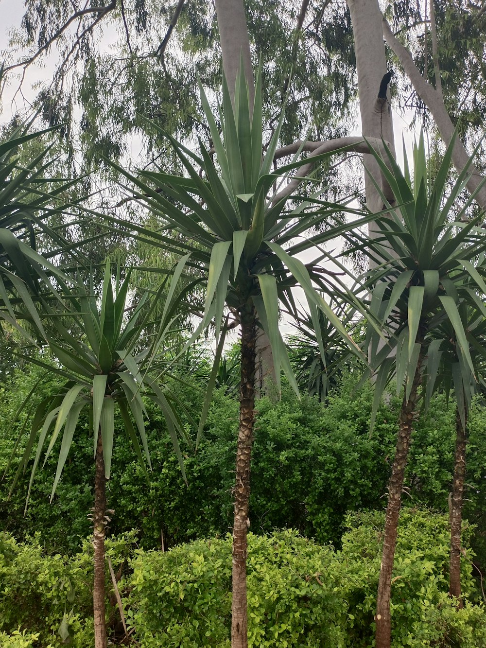 a group of trees with green leaves