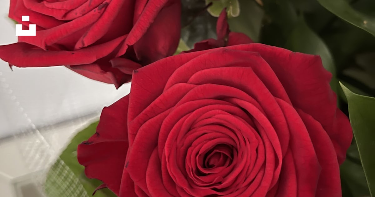 A group of red roses photo – Free Red Image on Unsplash