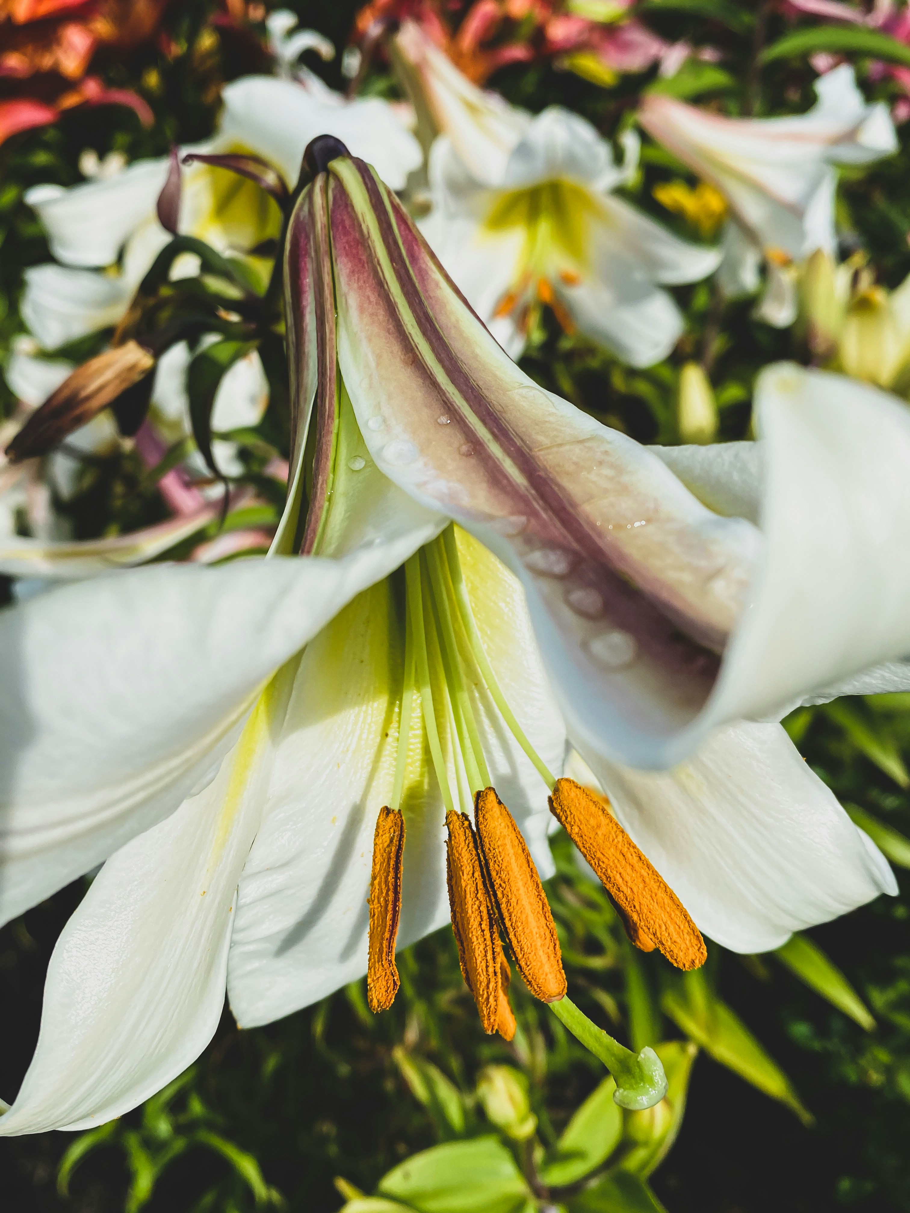 白と黄色の花