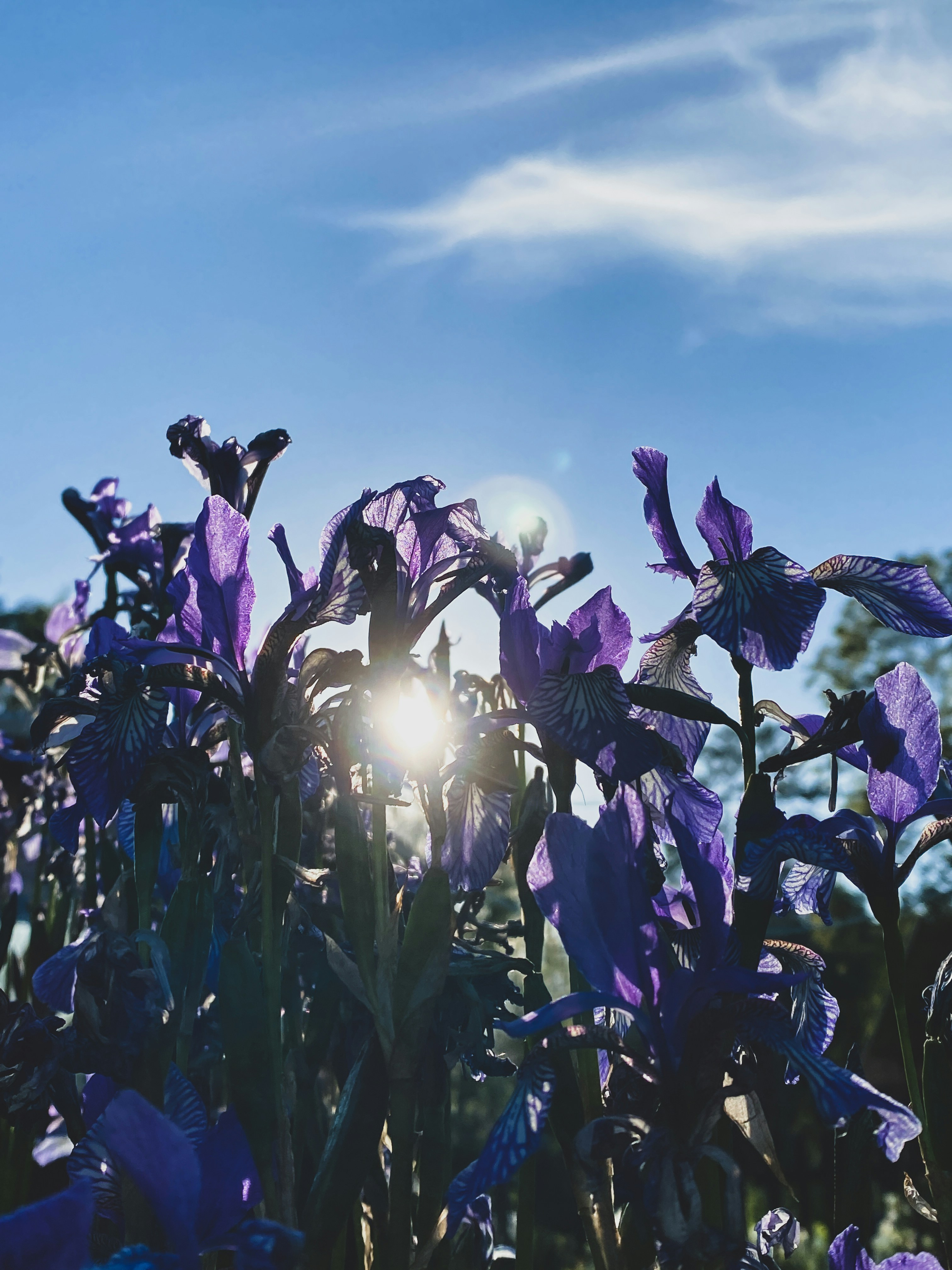 a close up of a flower