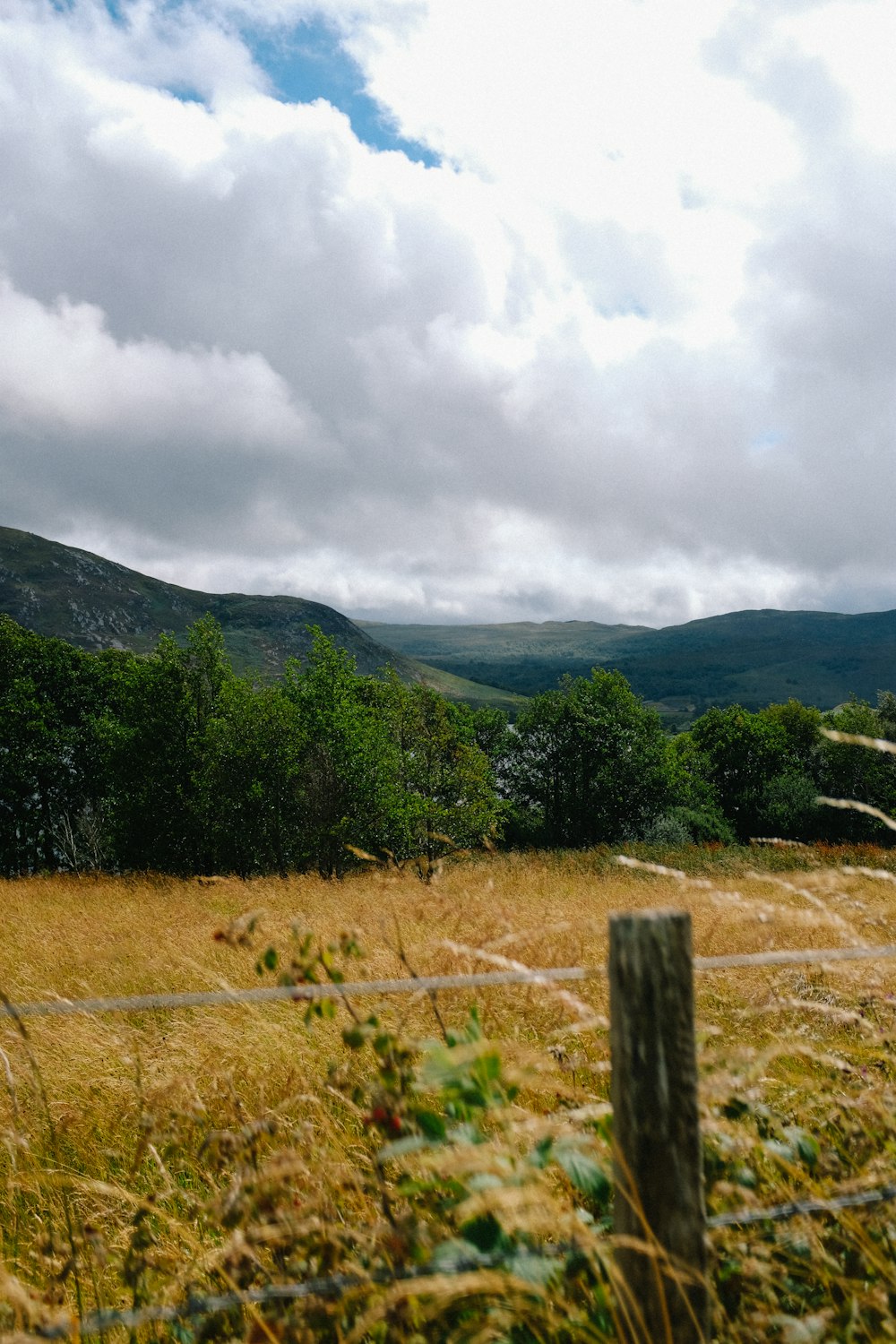 a field with trees and mountains in the background