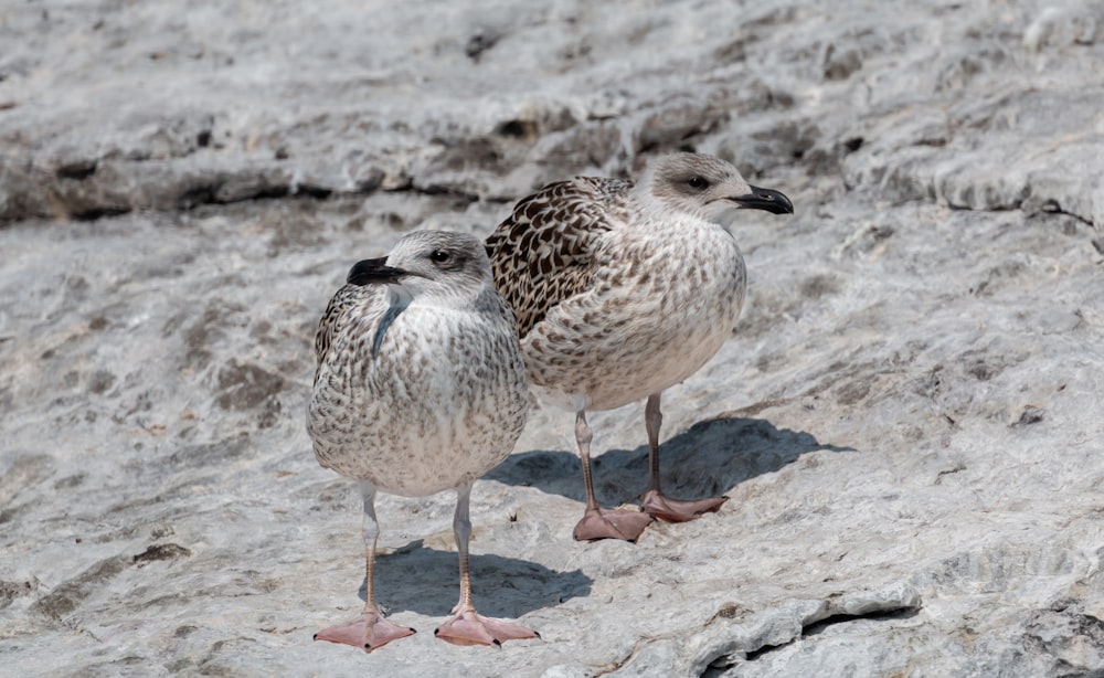 birds standing on the sand