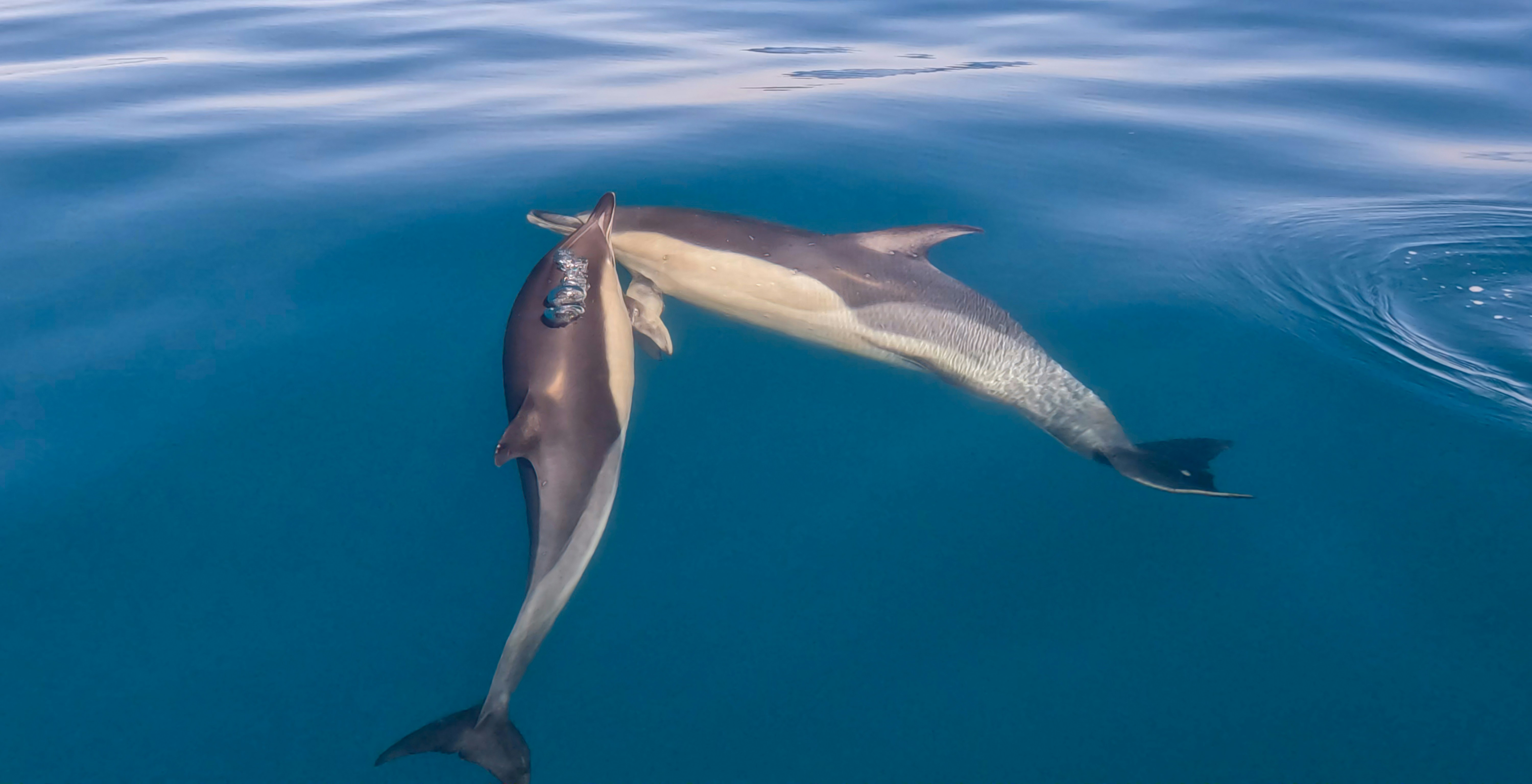 Rough-toothed Dolphins swimming in deeper waters