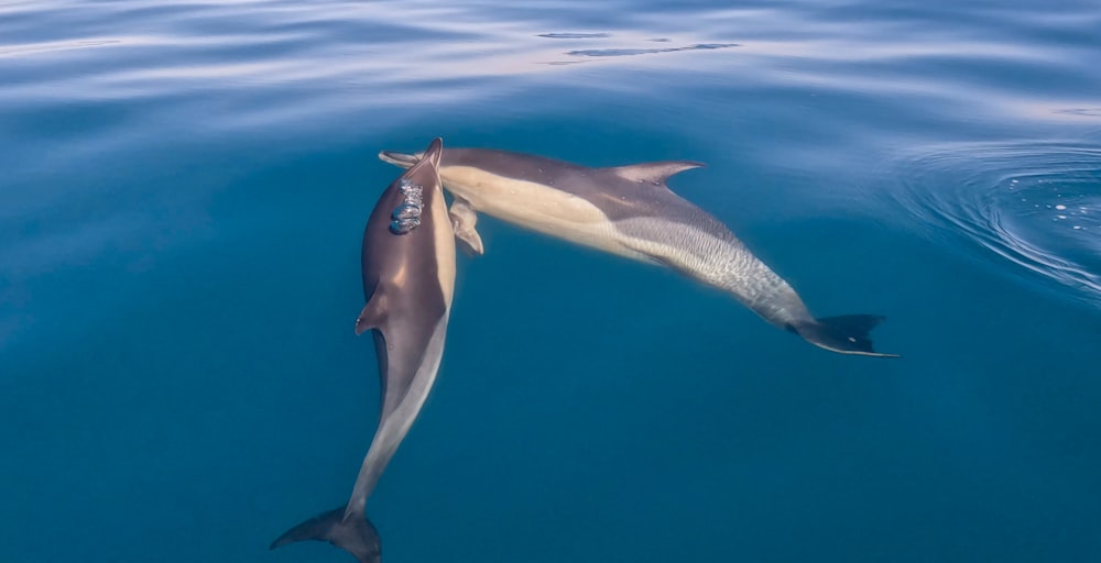 two dolphins swimming in the water