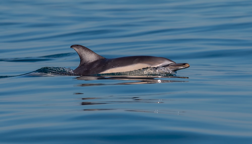 a dolphin jumping out of the water