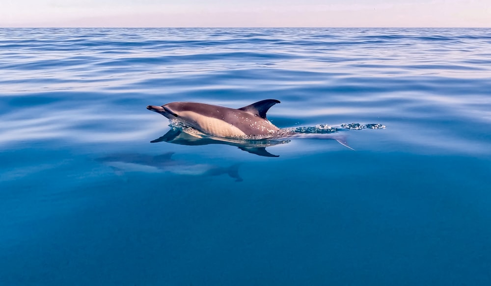 a dolphin jumping out of the water