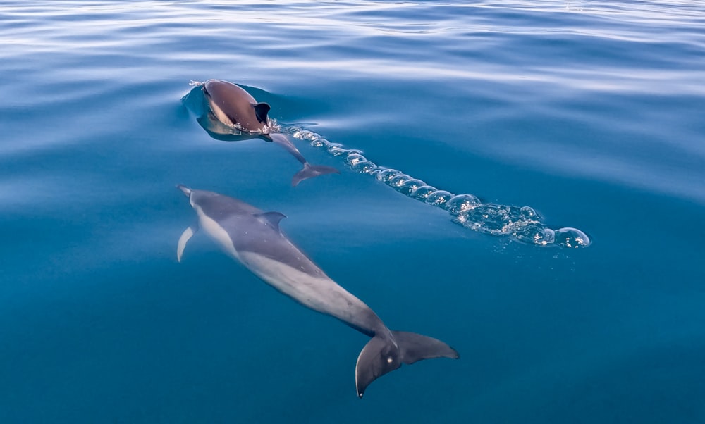 a person swimming with dolphins