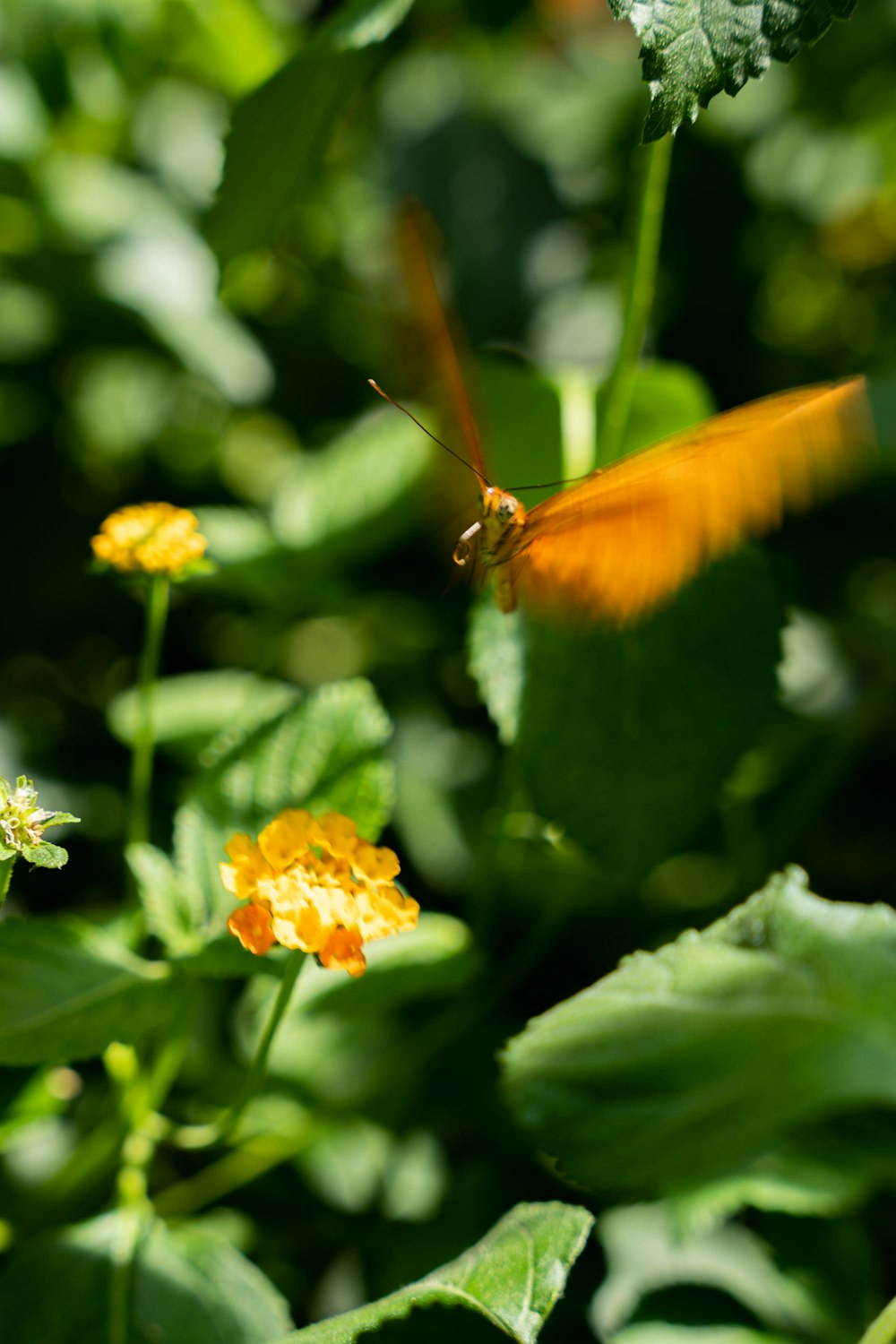 a butterfly on a flower