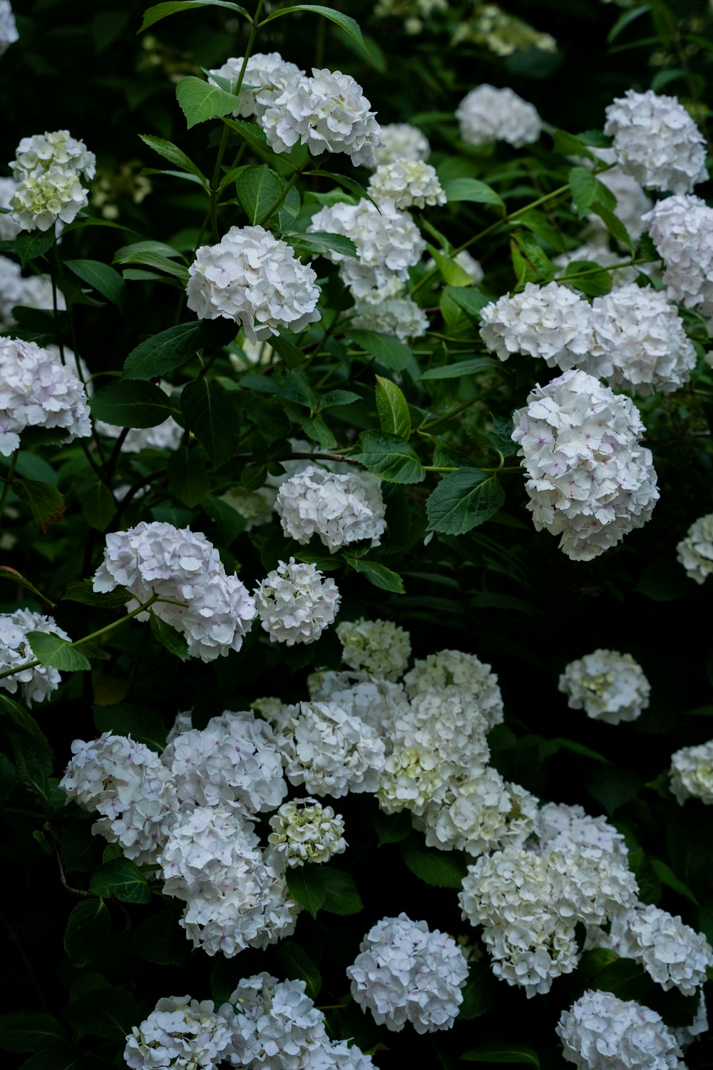 um arbusto de flores brancas