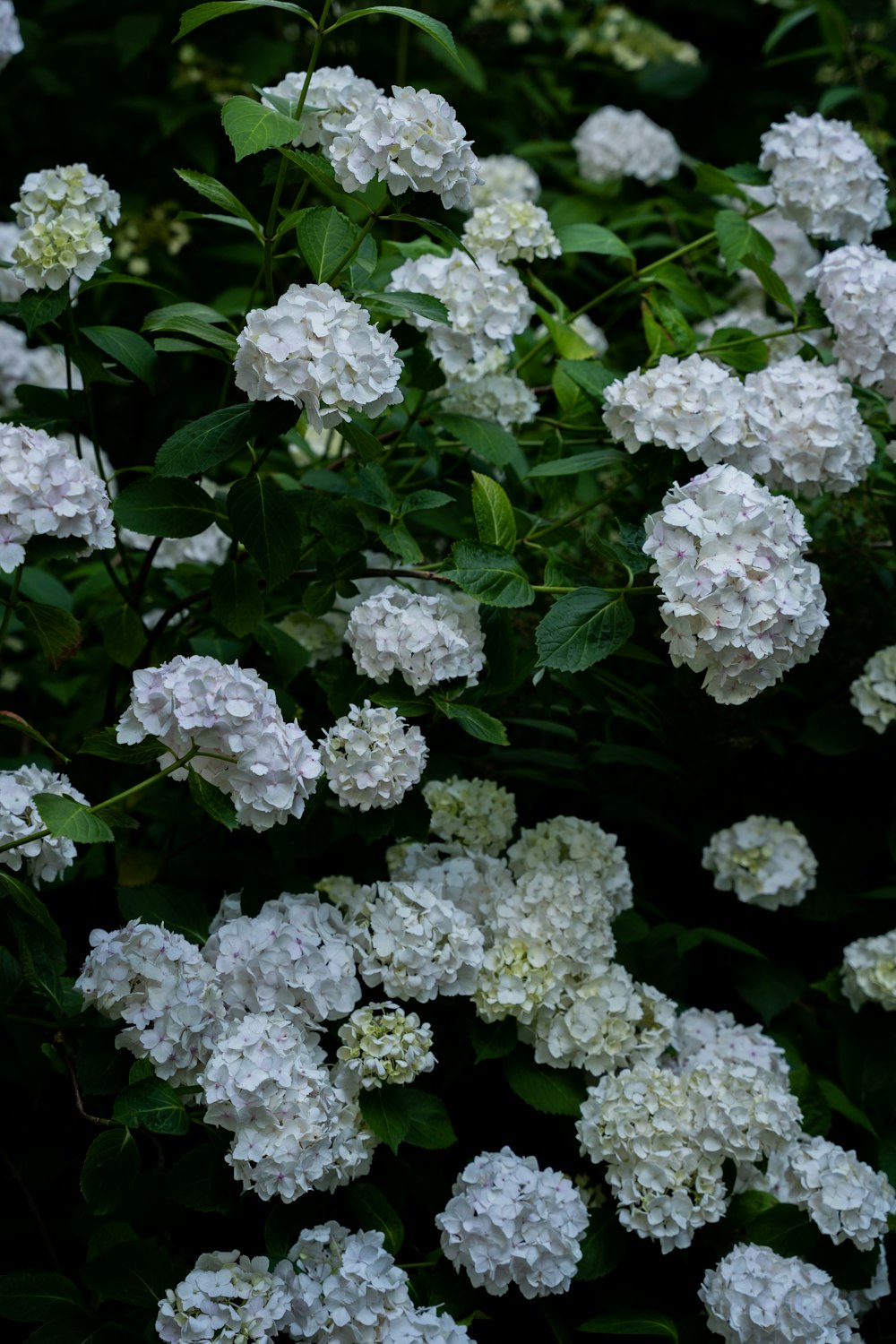a bush of white flowers