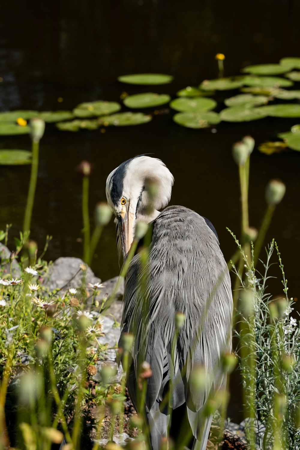 a bird standing in a garden