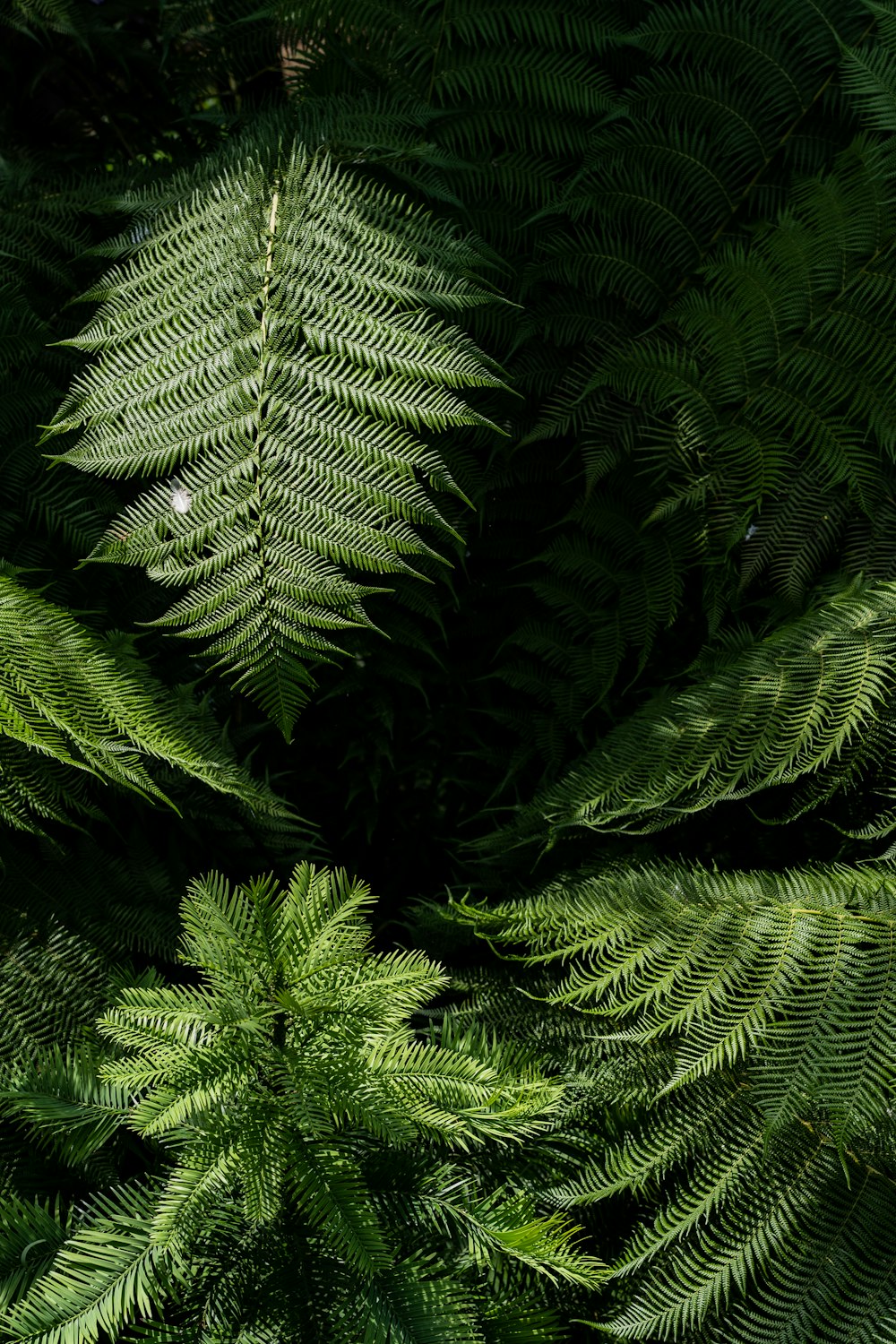 a close-up of some plants