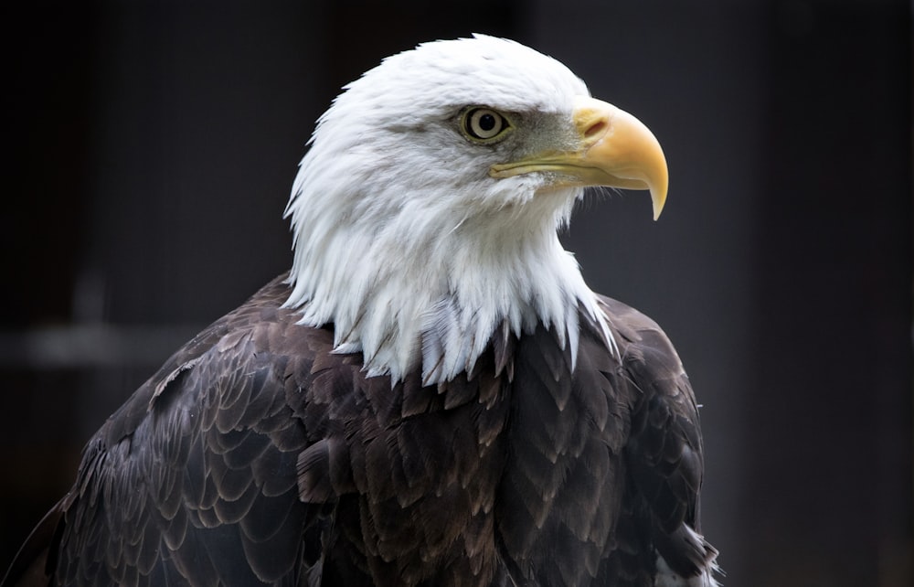 a bald eagle with a yellow beak
