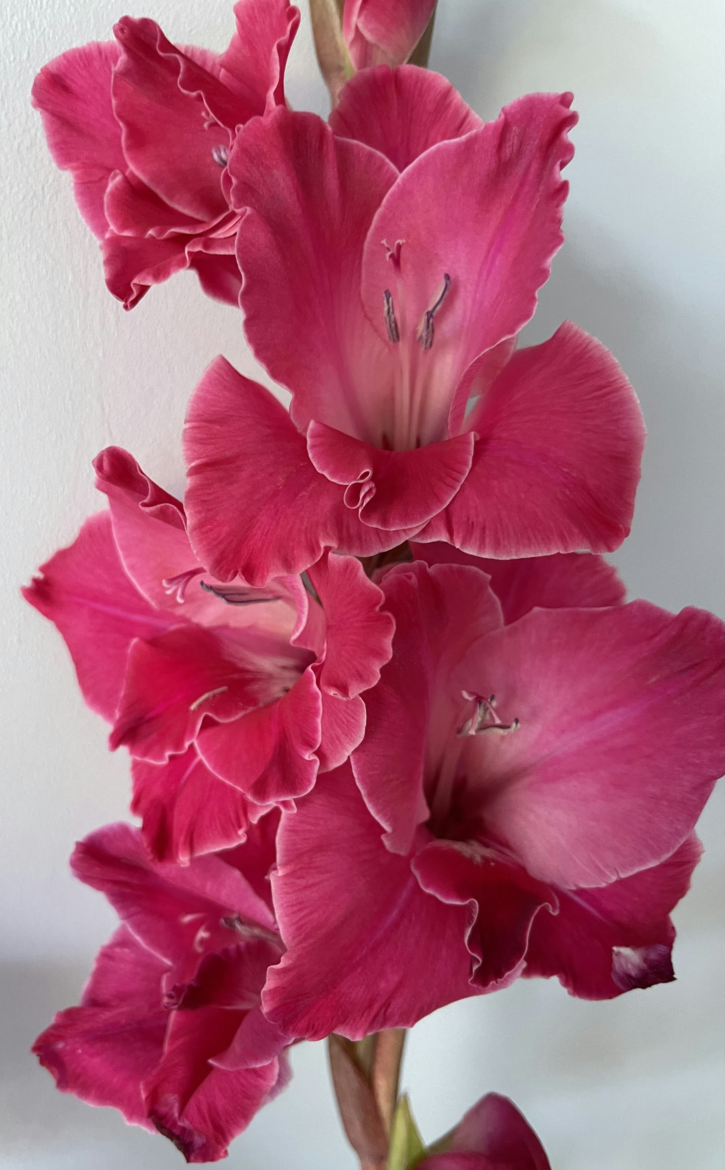 a close up of a flower