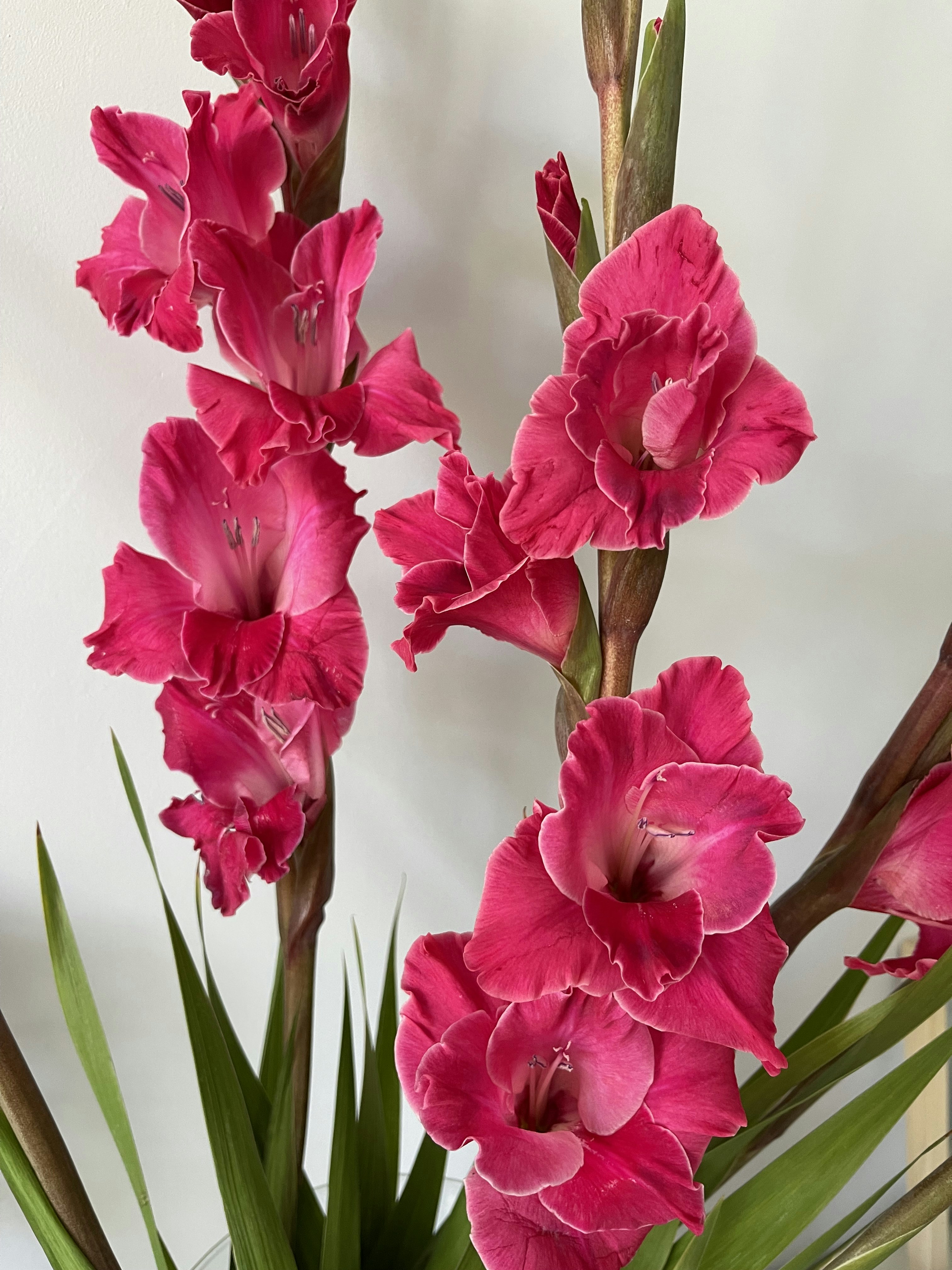 Un grupo de flores rosadas
