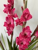 a group of pink flowers