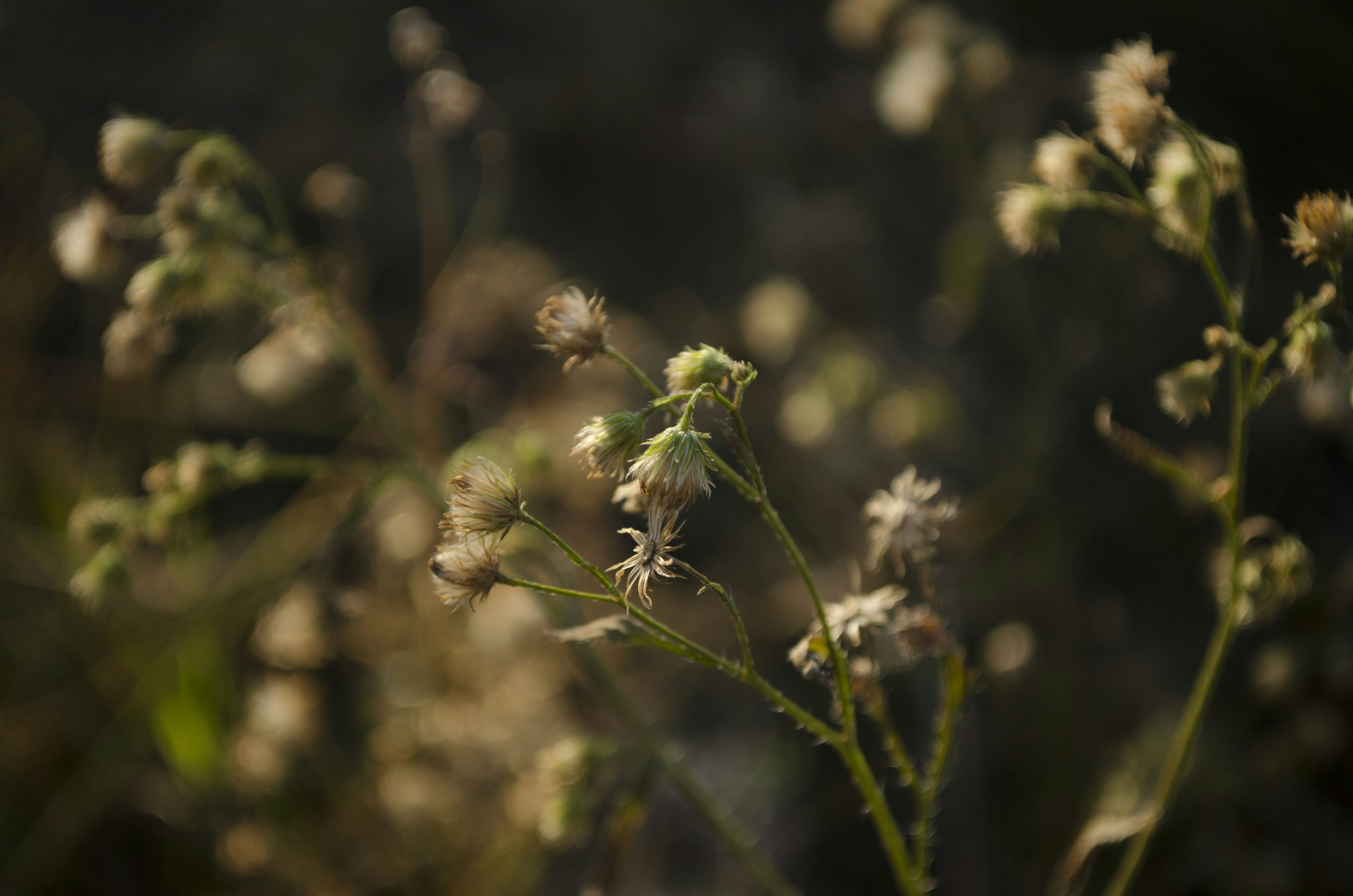 Photo by demin_nikol