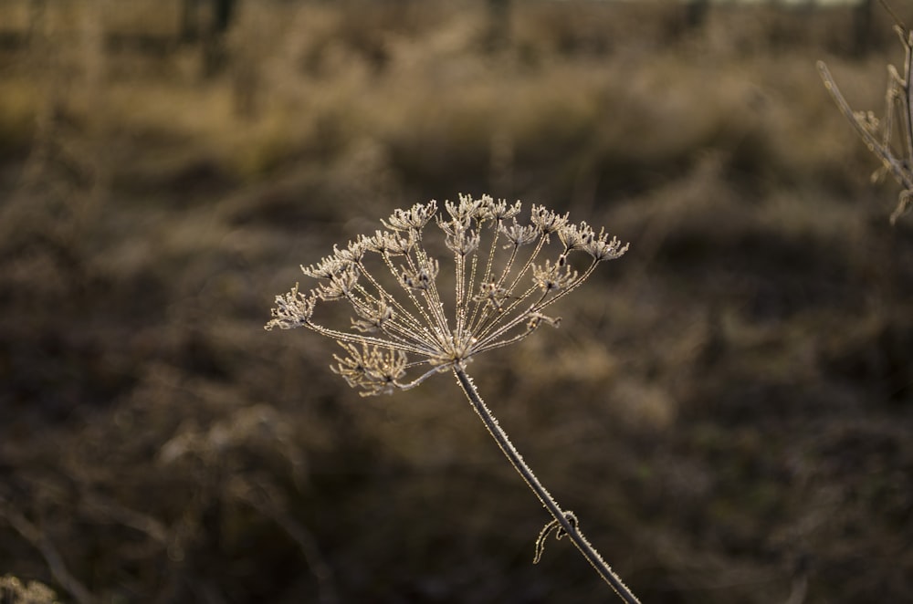 a close up of a dandelion