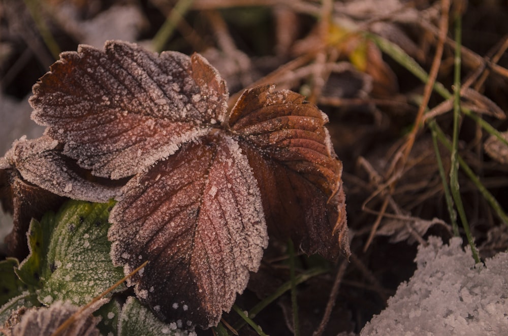 a brown leaf on the ground