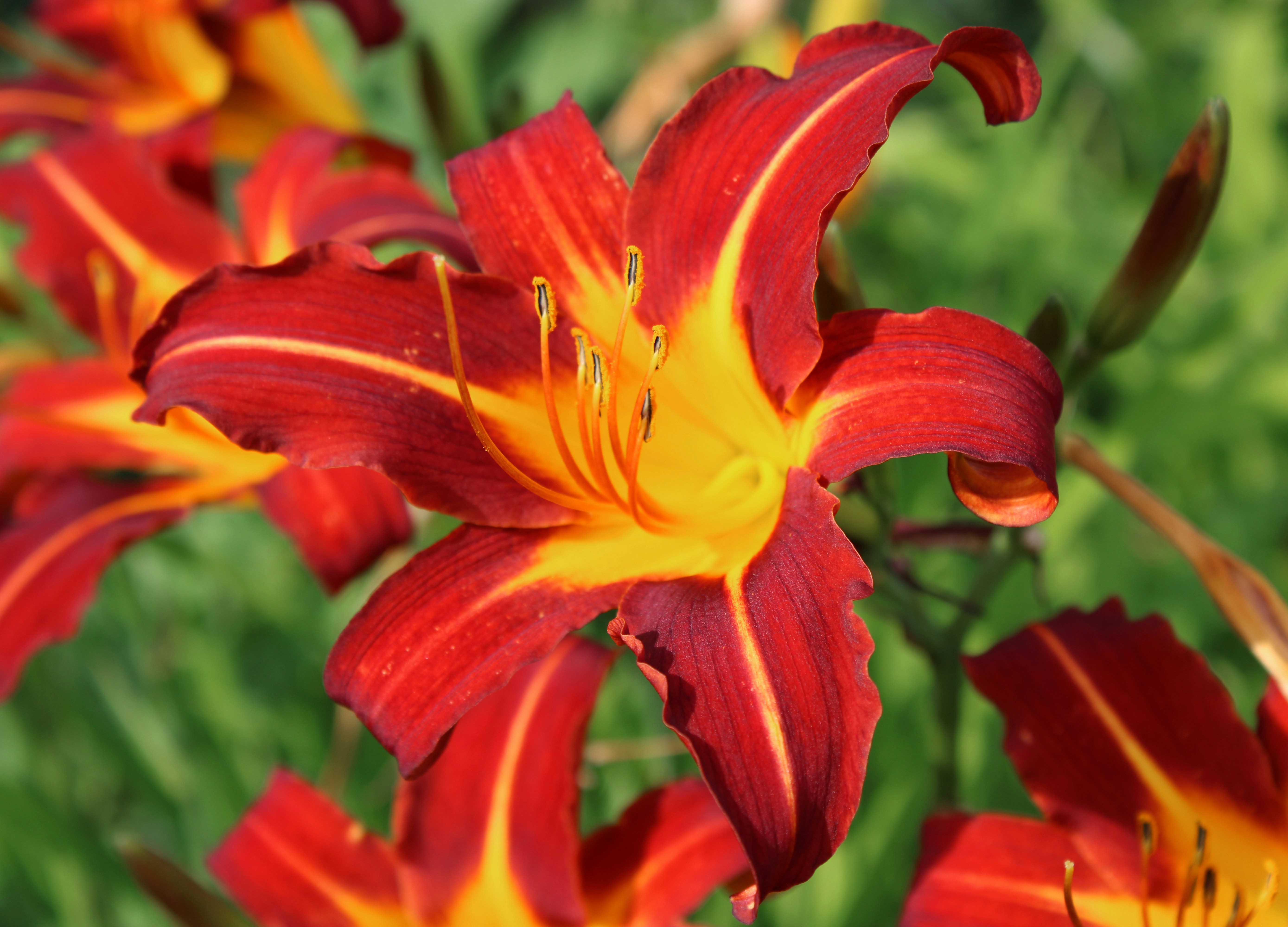 Photo by slenderamigo