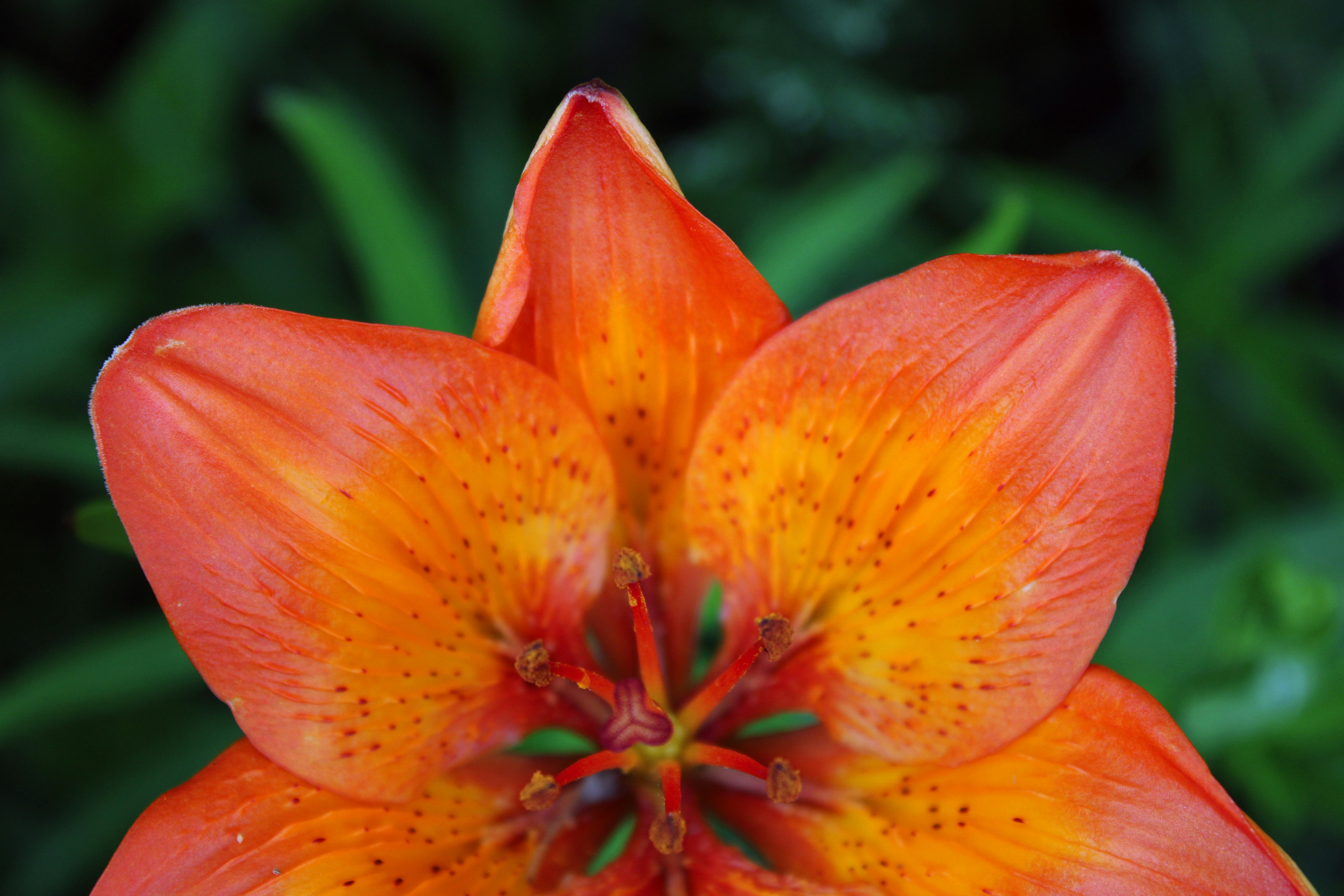 Photo by slenderamigo