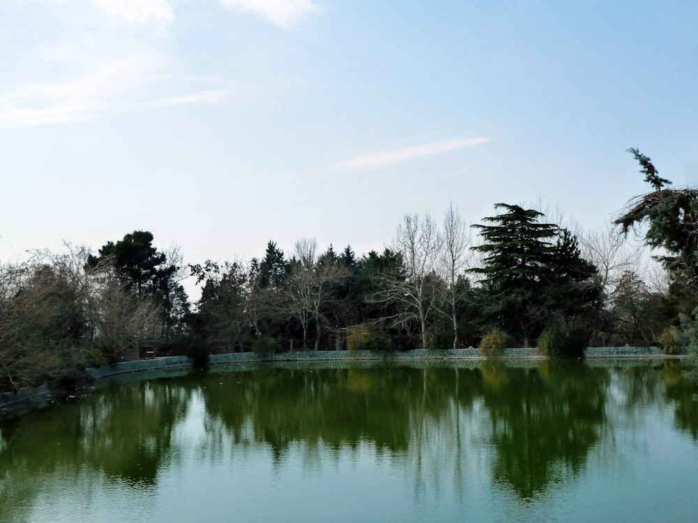 a body of water with trees around it