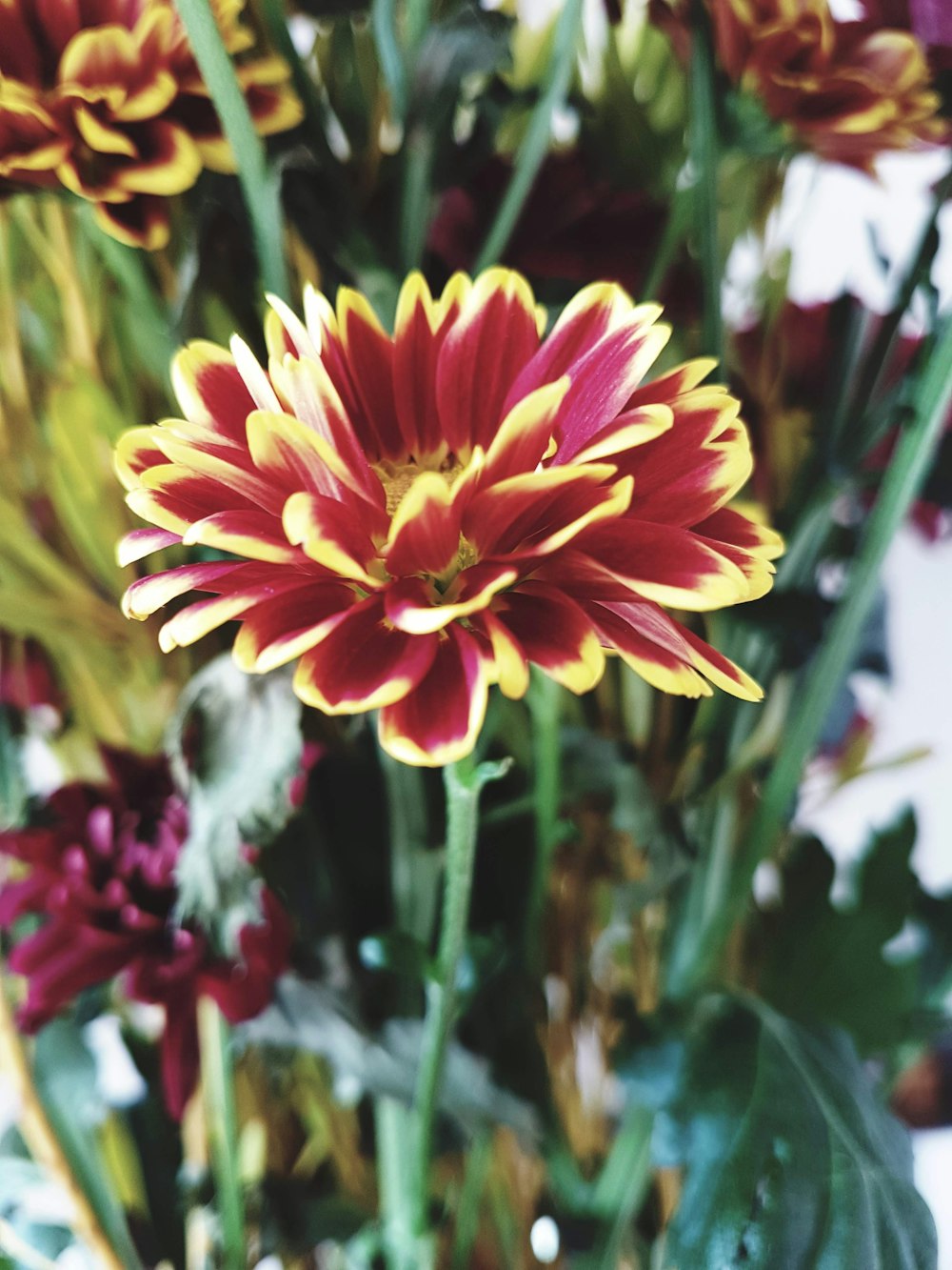 a close up of a flower