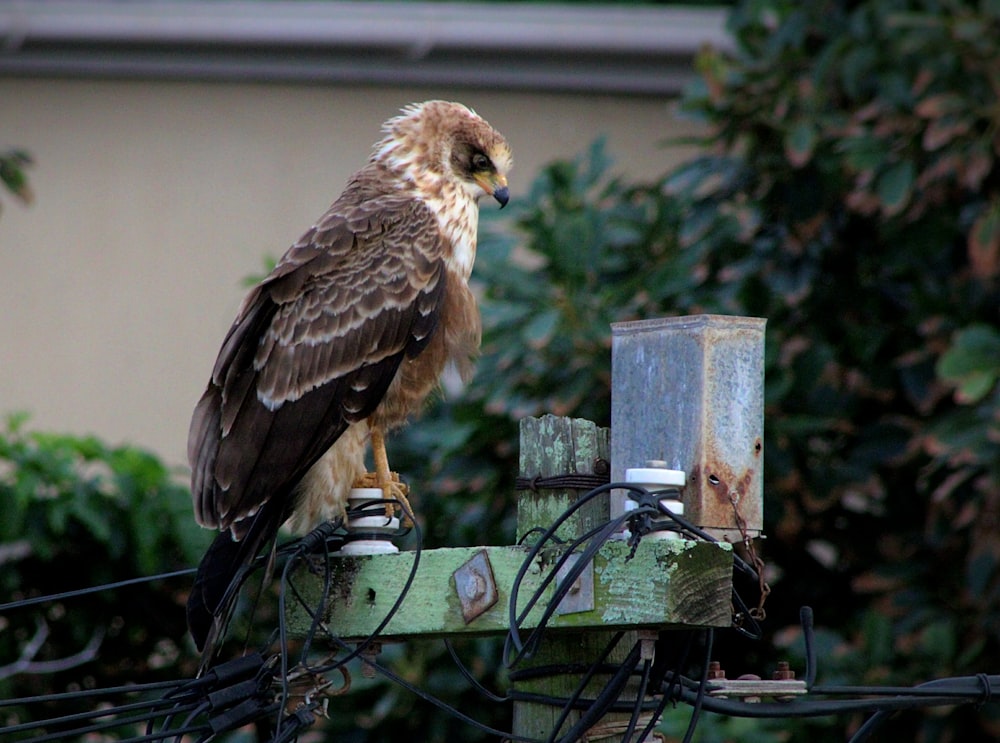 a hawk perched on a bird feeder