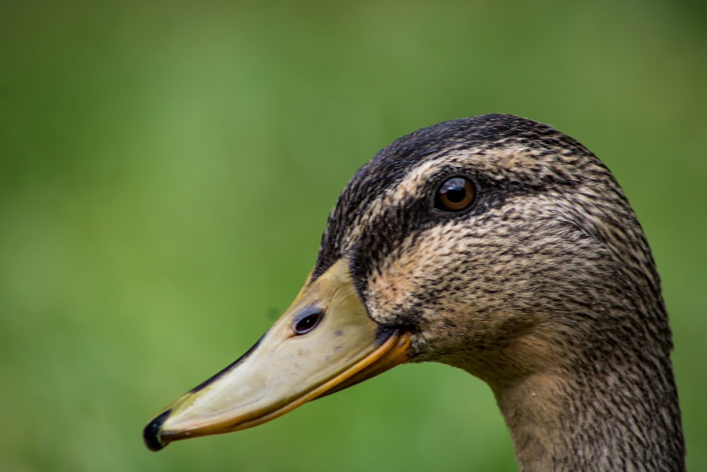 a duck with a yellow beak