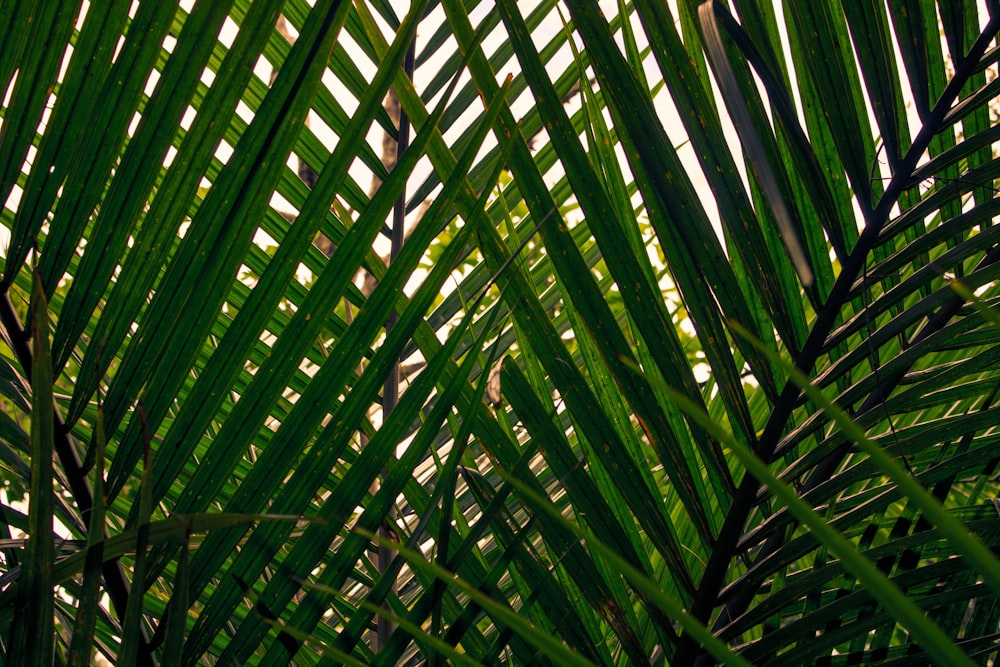 a close up of a plant