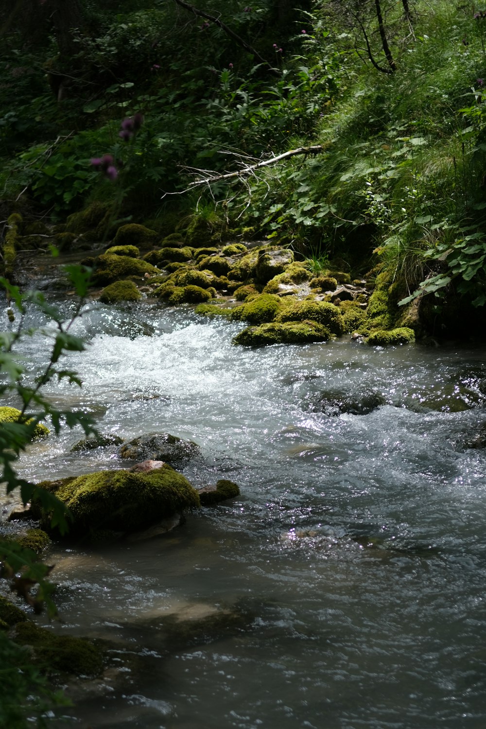 a river with rocks and plants