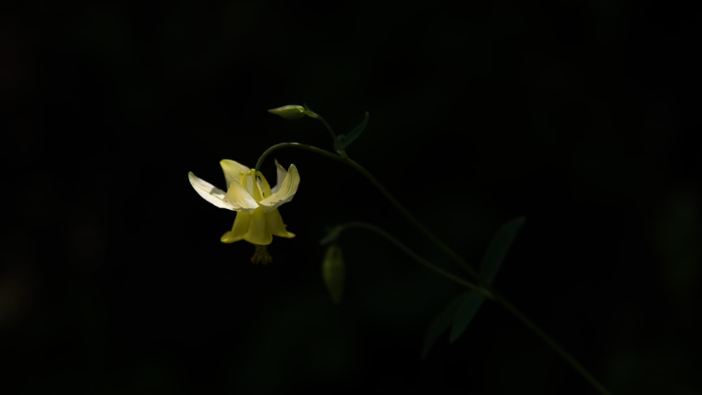 a yellow flower with green leaves