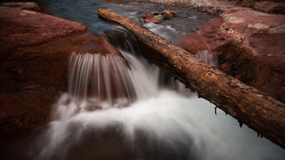 a tree branch over a body of water