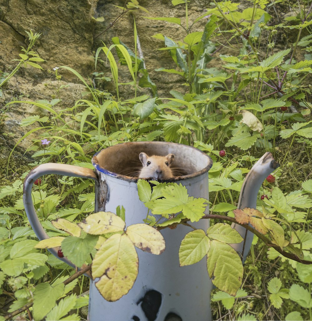 a cat in a pot