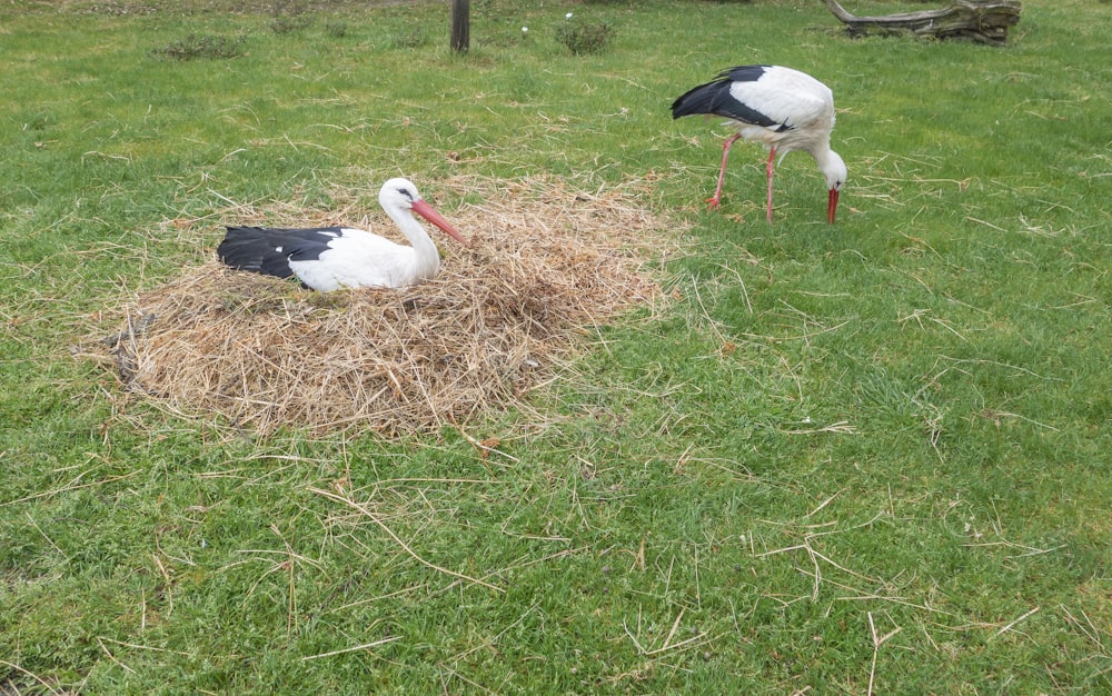 birds on a nest