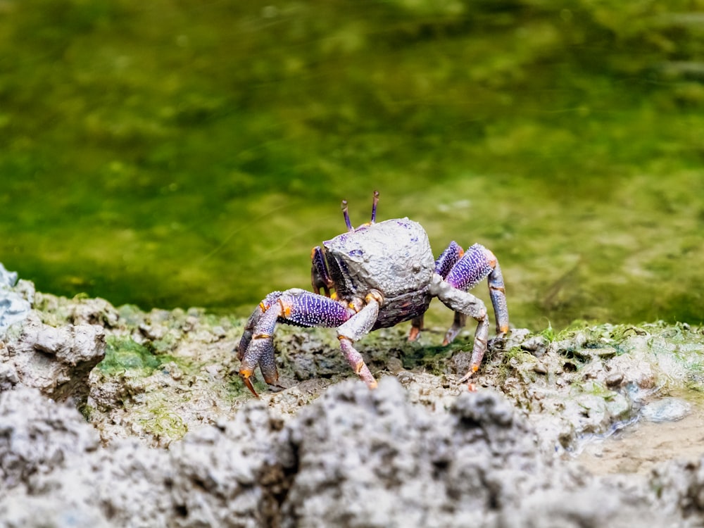 a couple of bugs on a rock