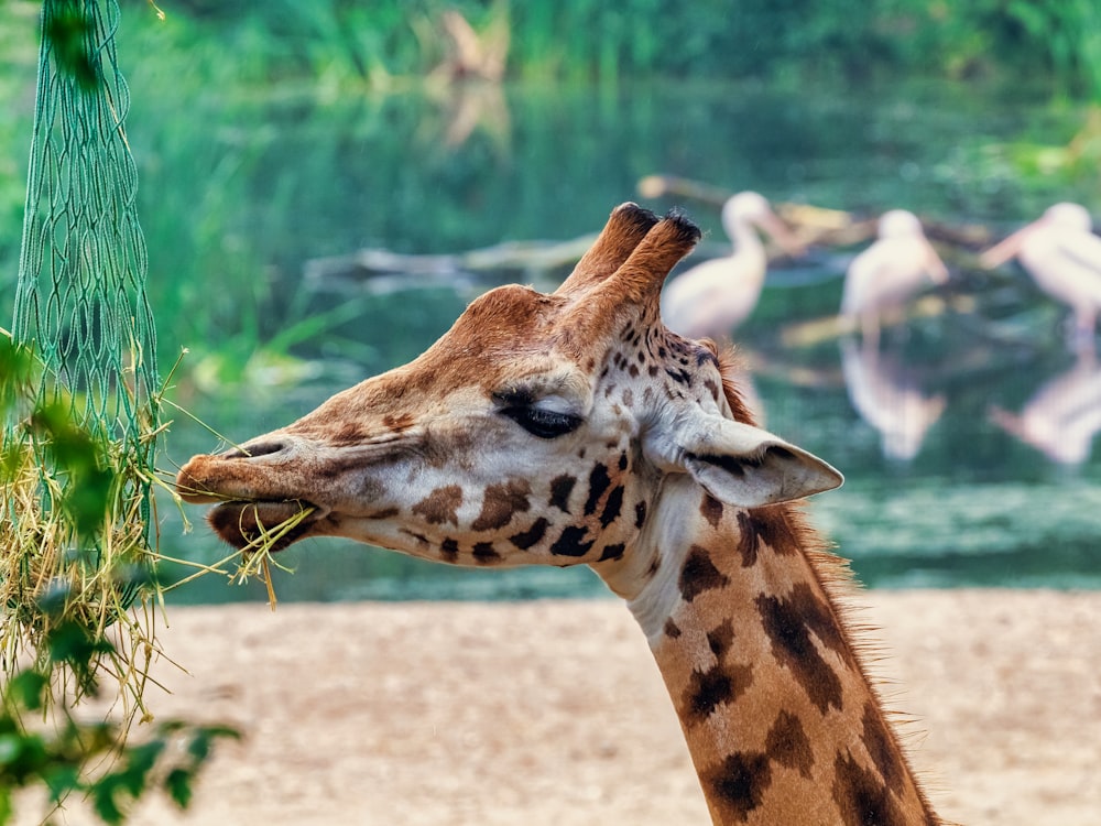 a giraffe eating grass