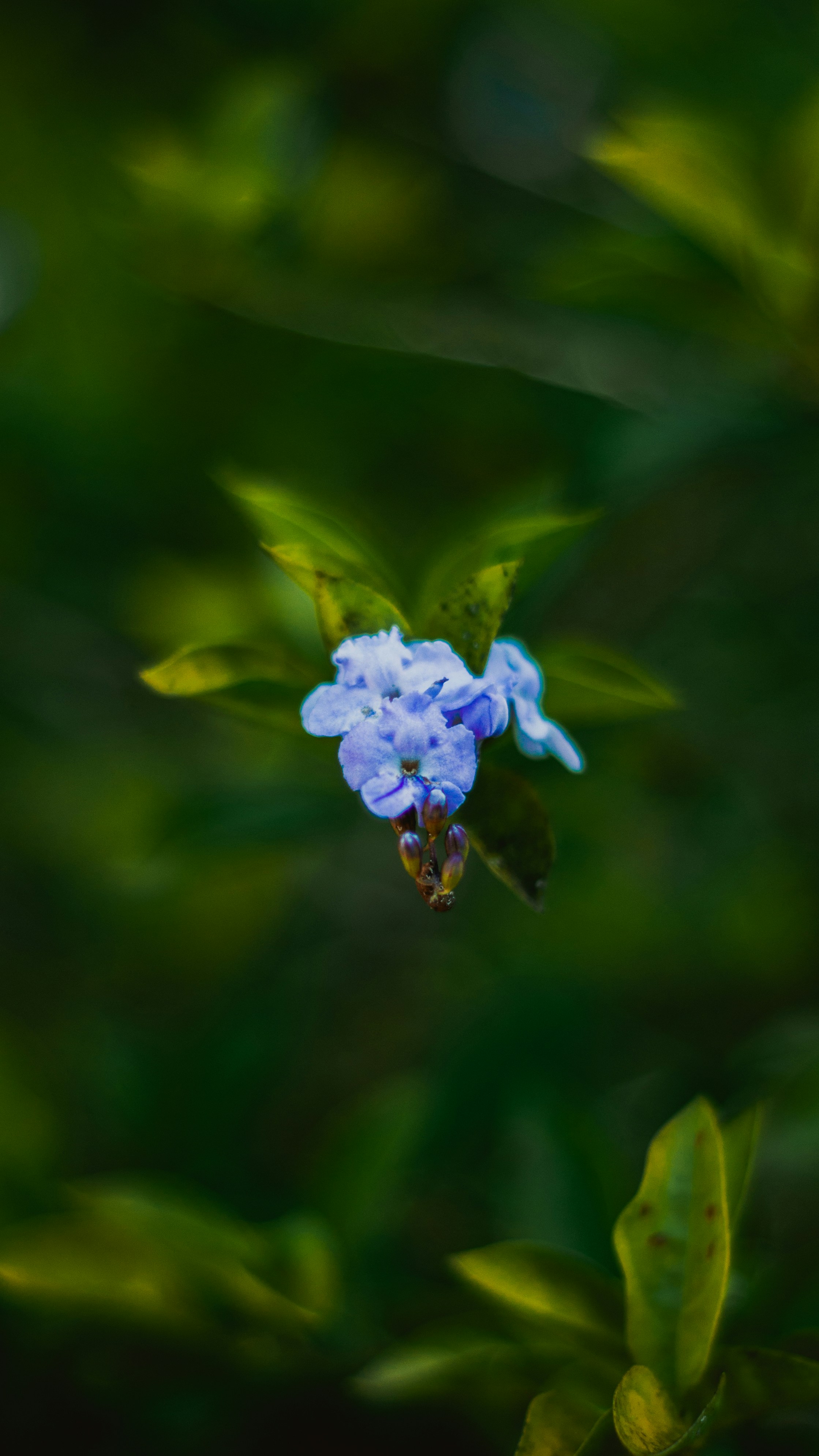 Photo by yadunandlal