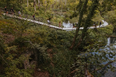 A lush, green forest setting with a wooden boardwalk curving through it. Several people are walking along the path, which is surrounded by dense vegetation and trees. The scene includes a small waterway running parallel to the boardwalk, adding to the natural and serene environment.