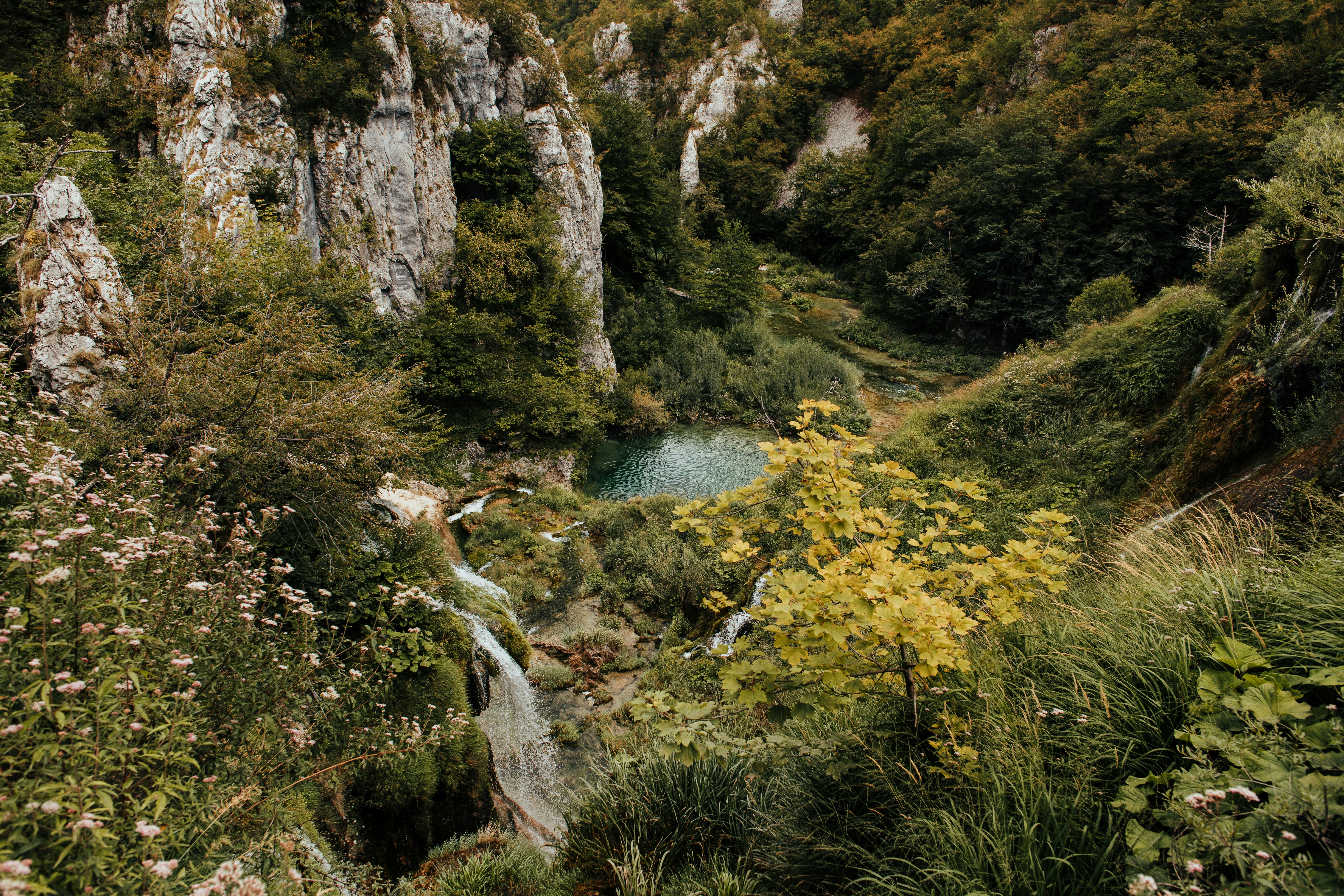 A river running through a forest