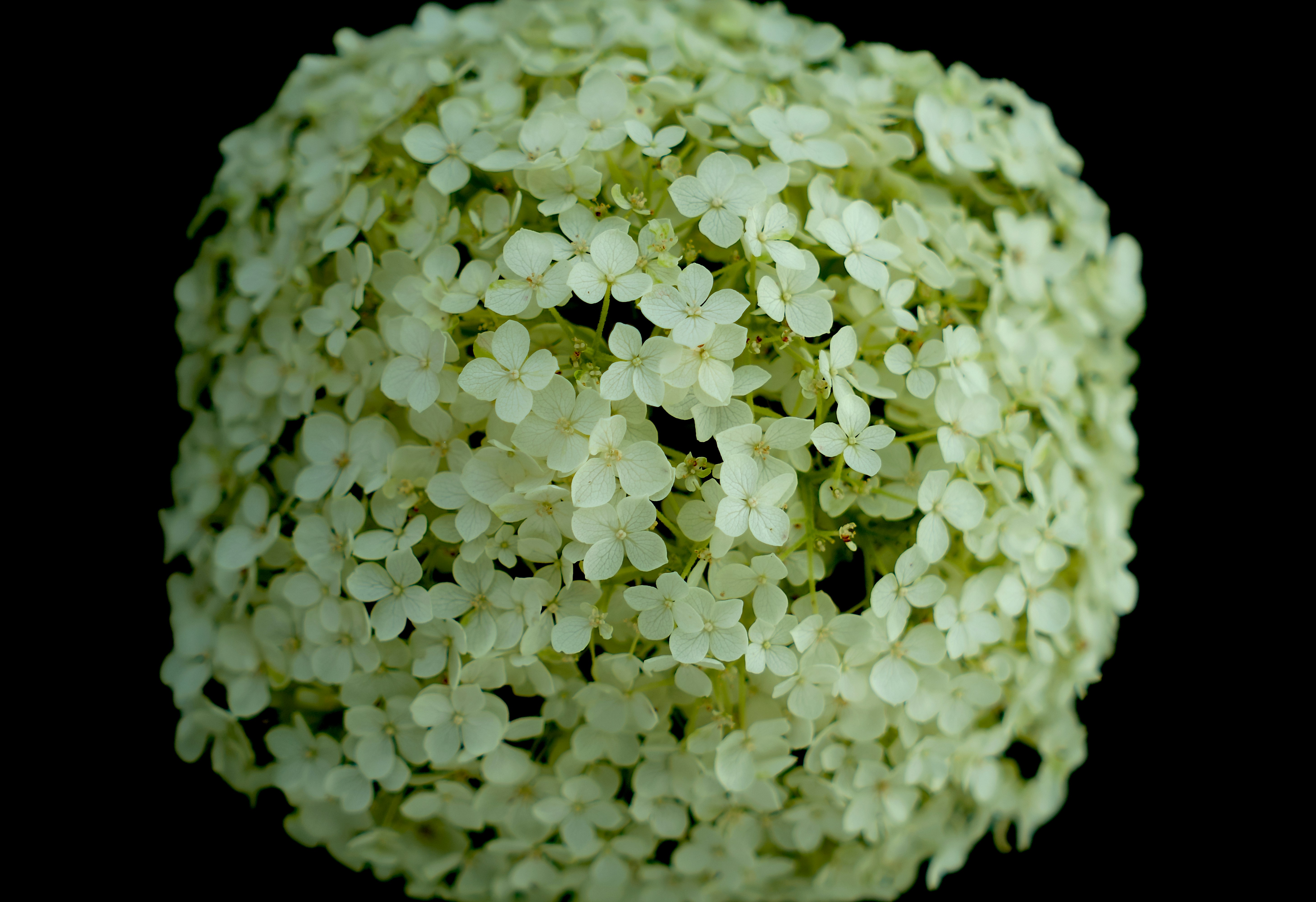 a close up of a plant