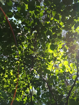 Sunlight filters through a canopy of dense green leaves, creating an intricate pattern of light and shadow. The leaves are vibrant and fresh, suggesting a healthy and lively atmosphere.