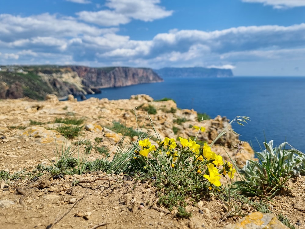 a rocky beach with yellow flowers