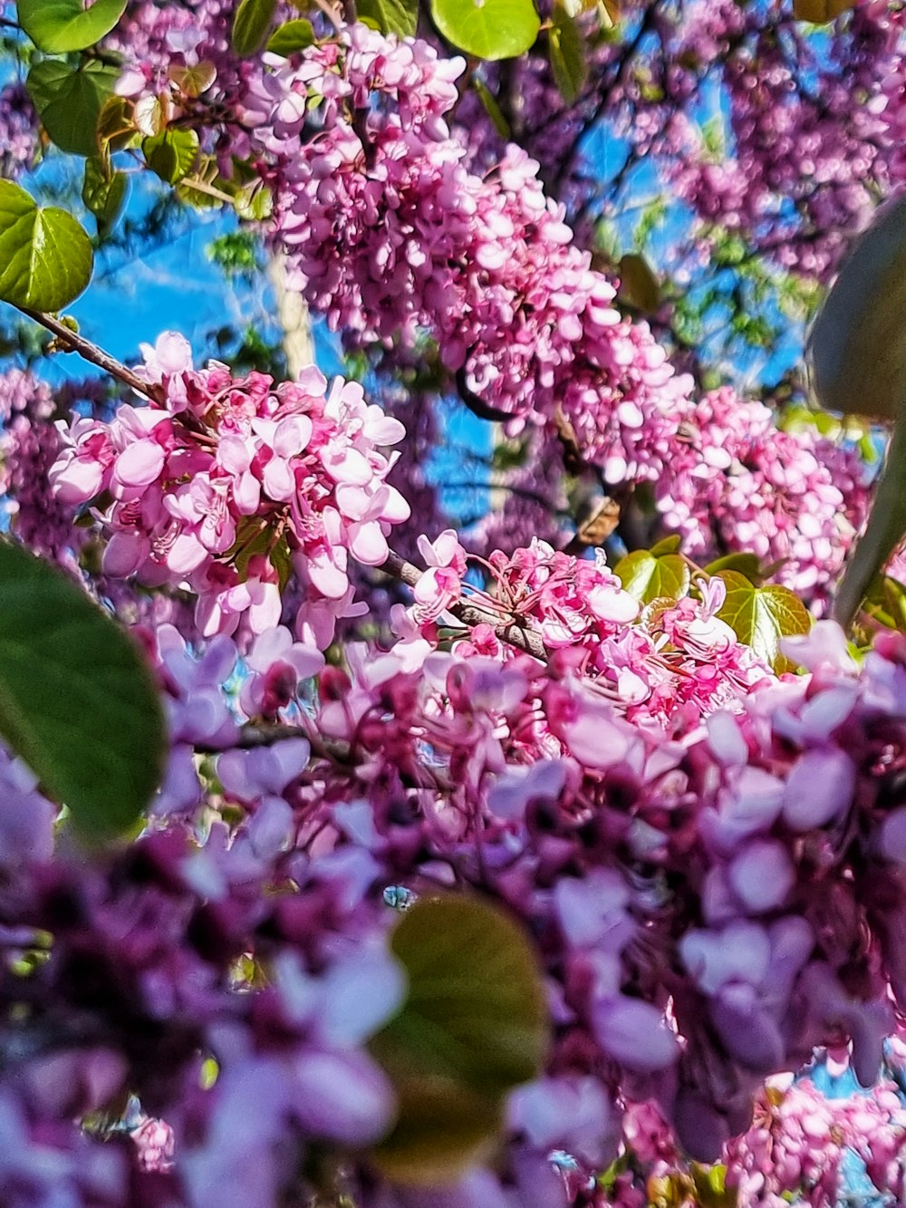 a close up of some flowers