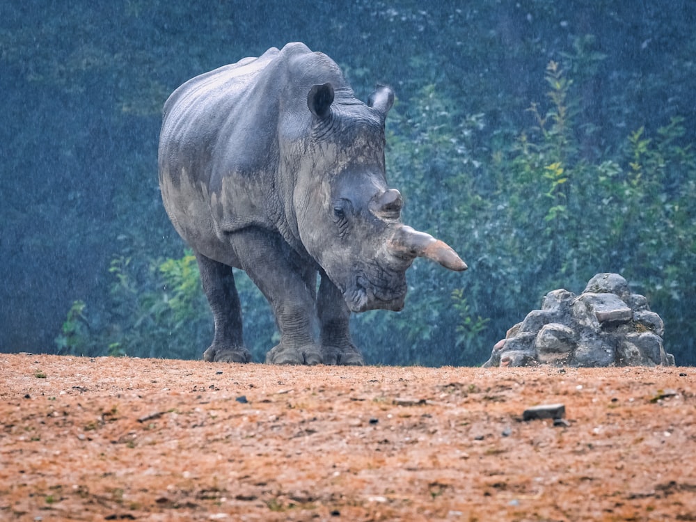 a rhinoceros walking on dirt